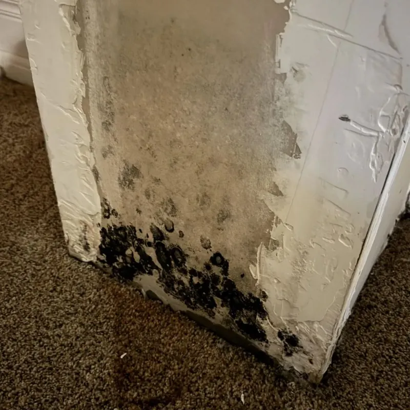Professional Mold Removal in Denmark, ME